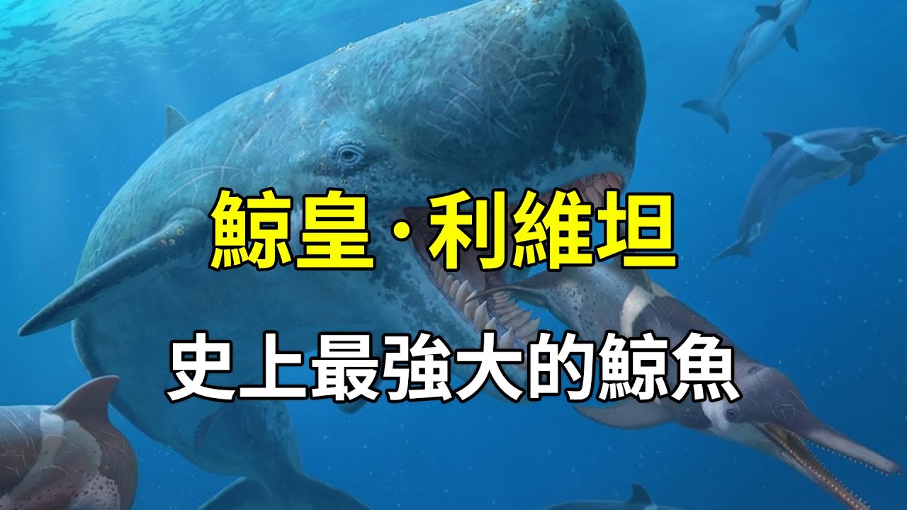 深海終結者：利維坦鯨！揭秘不止一種的巨食性抹香鯨  #利維坦鯨 #巨食性抹香鯨 #史前巨獸 #海洋霸主 #古生物 #科普