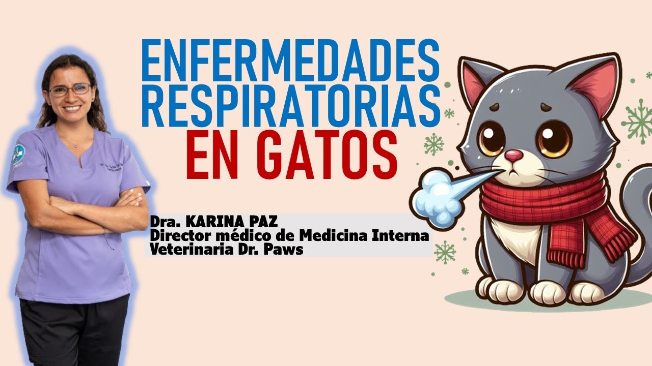 ENFERMEDADES RESPIRATORIAS en GATOS | La Vida con Gatos 23 #lavidacongatos
