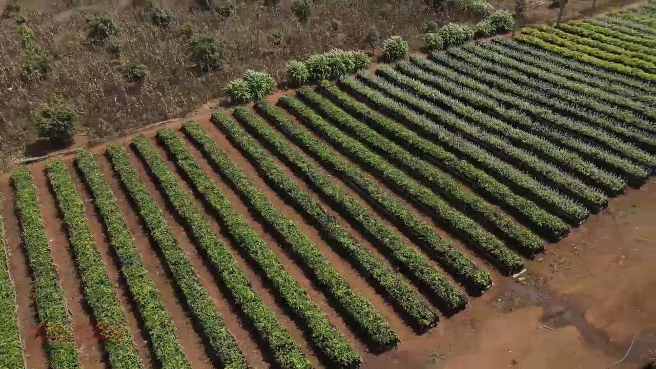 Enjoy the beauty of Avocado Farming and its farms in Njombe Region