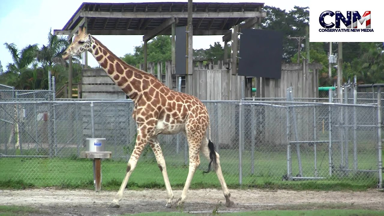Giraffe Walking Around in 1080P HD