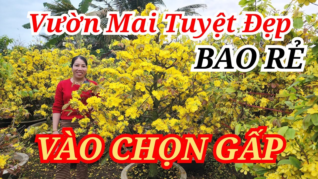 📞 LANH 0985815710 MAI TÀNG HOA TUYỆT ĐẸP BAO RẺ VÀO CHỌN GẤP BAO SHIP 22/02/2026 | Bến Tre Ơi