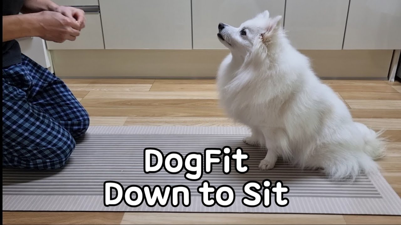 건강하개 즐겁개 독핏 Down to Sit