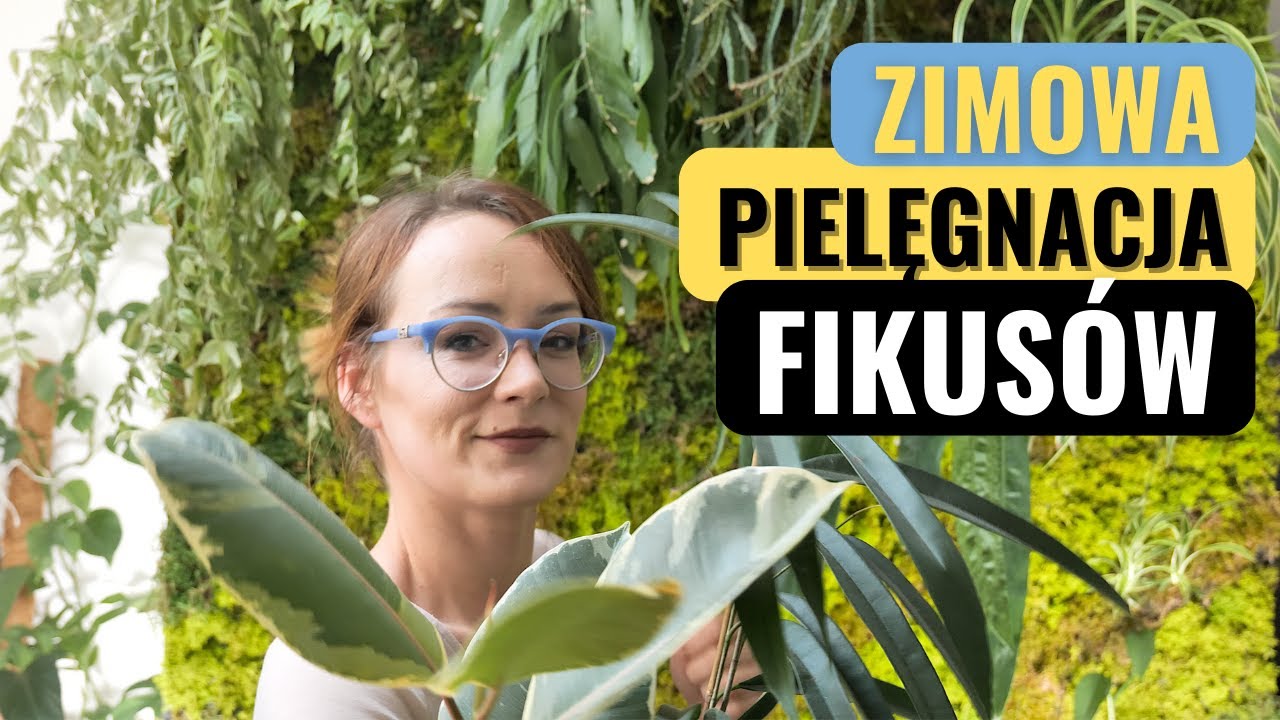 Jak dbać o FIKUSA w czasie zimy, żeby NIE GUBIŁY liści?