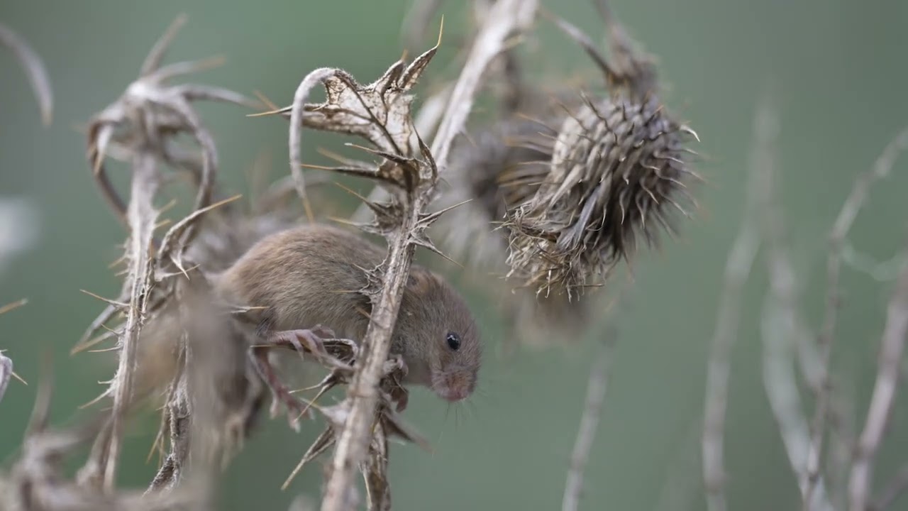 Harvest mice thriving in Chester Zoo's Nature Corridor after successful reintroduction