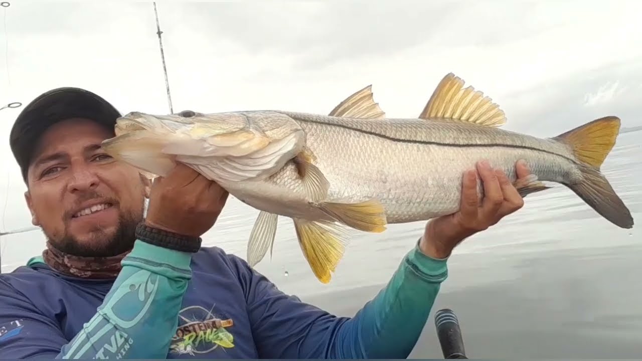 🔴 O MAIOR ROBALO QUE PESQUEI ATÉ HOJE NA BAÍA DE GUANABARA RJ. #robalo #baiadeguanabara