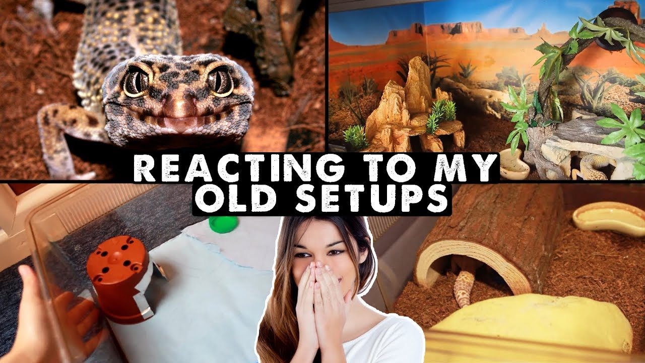 Reacting To Old Leopard Gecko Setups 😳 (over 10 years worth!!)