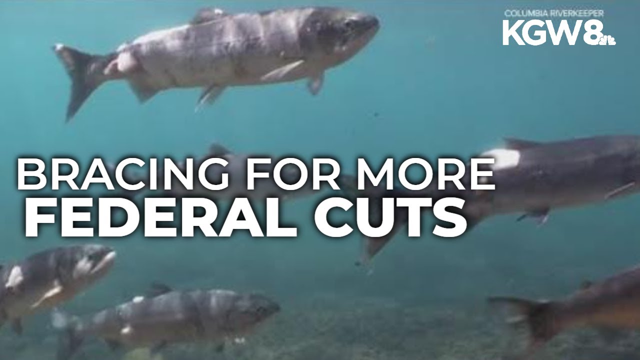 Trump's latest budget could impact Columbia River salmon restoration projects