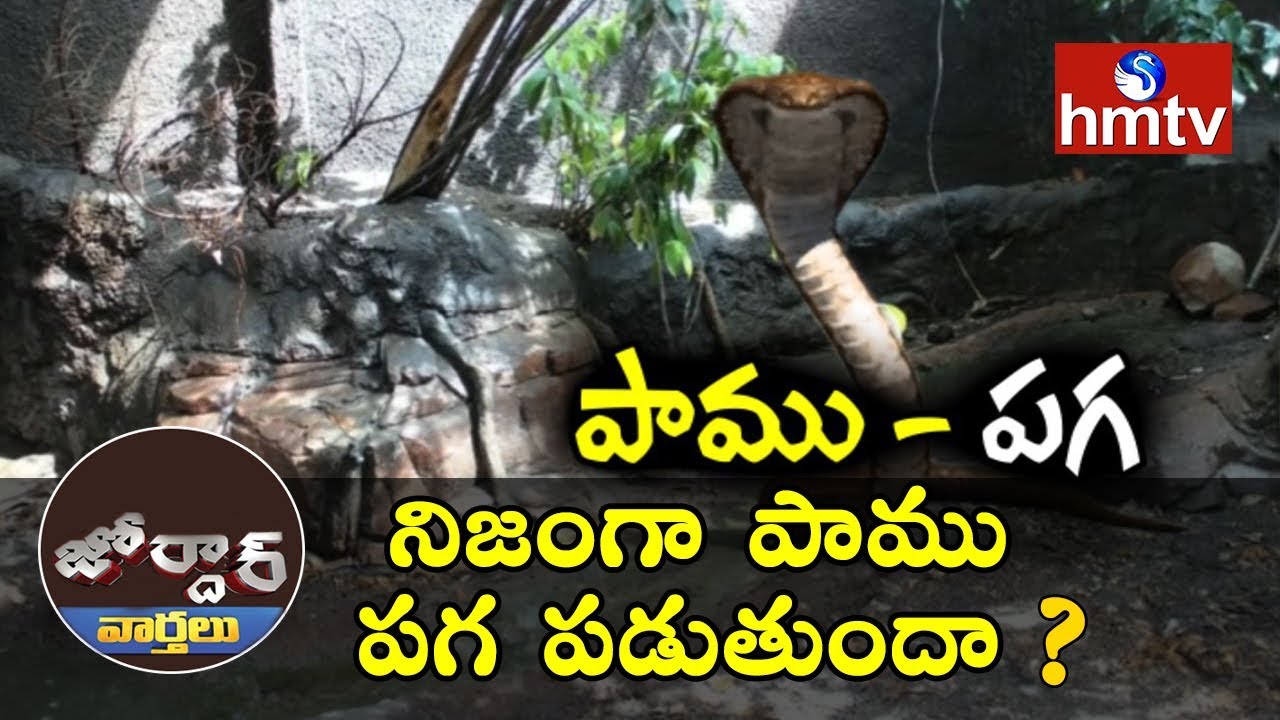 పాము పగ పడుతుందా? | Jordar News |hmtv