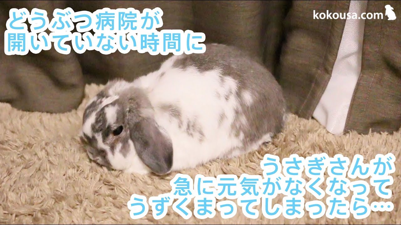 うっ滞時に役立つうさぎのTタッチを基本にしたケア法
