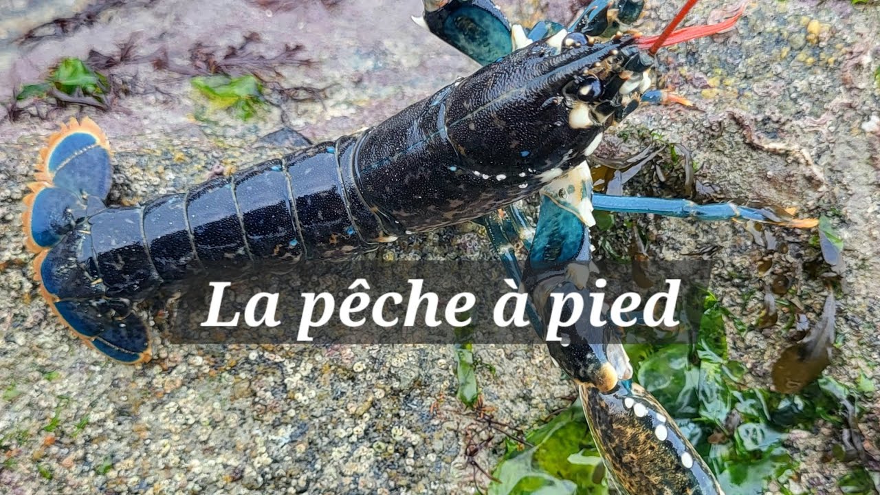 La pêche à pied !