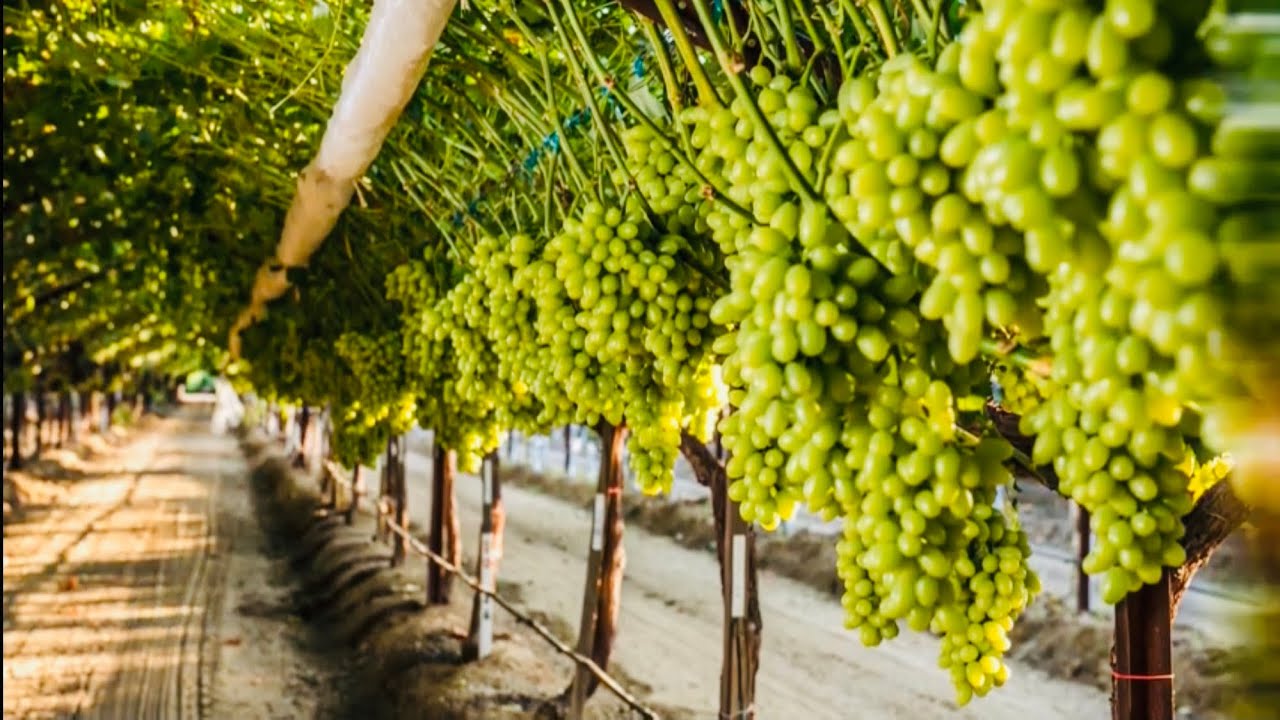 Cosechando la Mejor UVA de Marketa en California 🍇 Seedless Grape Harvesting
