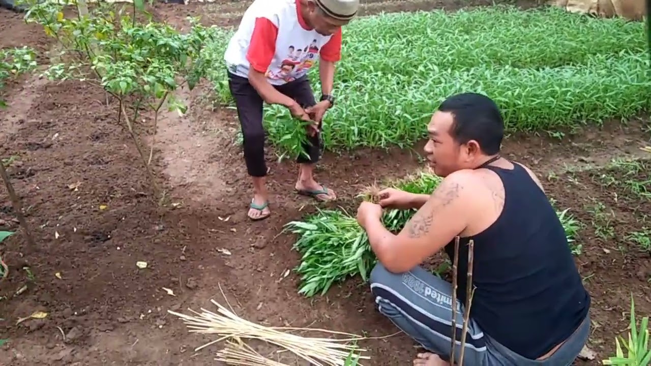 Panen Kangkung di Kampung Iwul