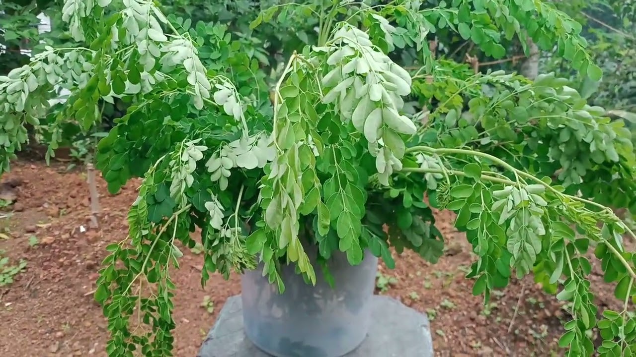 മുരിങ്ങ ആരോഗ്യത്തിന്റെ ഒരു അത്ഭുത സസ്യം