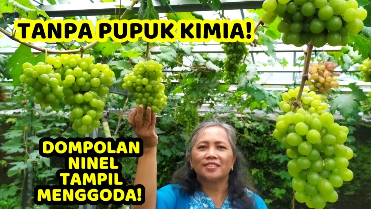 CARA MEMBUAHKAN ANGGUR IMPOR TANPA PUPUK KIMIA