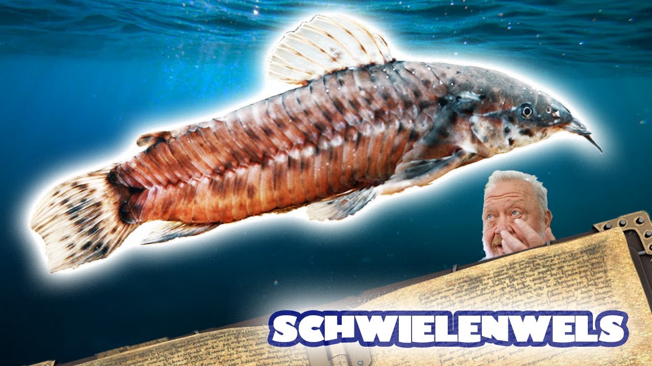 NORBERT MALT – GEMALTER SCHWIELENWELS | FISCHENZYKLOPÄDIE | ZOO ZAJAC