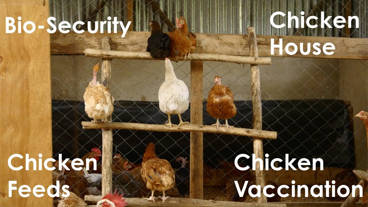 Munda Make Over Series 3-Ep 9: Chicken House, Feeds, Vaccination and Bio Security (Nyanja)