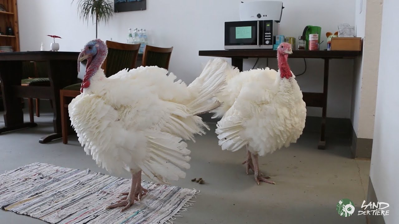 Puten im Haus 🦃