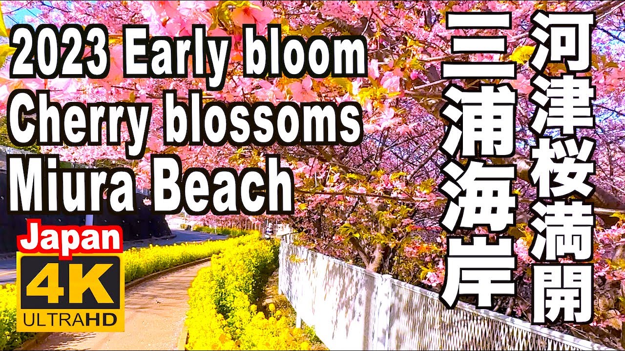 🇯🇵4K  三浦海岸桜まつり 2023 Miura Beach Cherry Blossom Festival(Early bloom) sakura 河津桜満開Kawazu