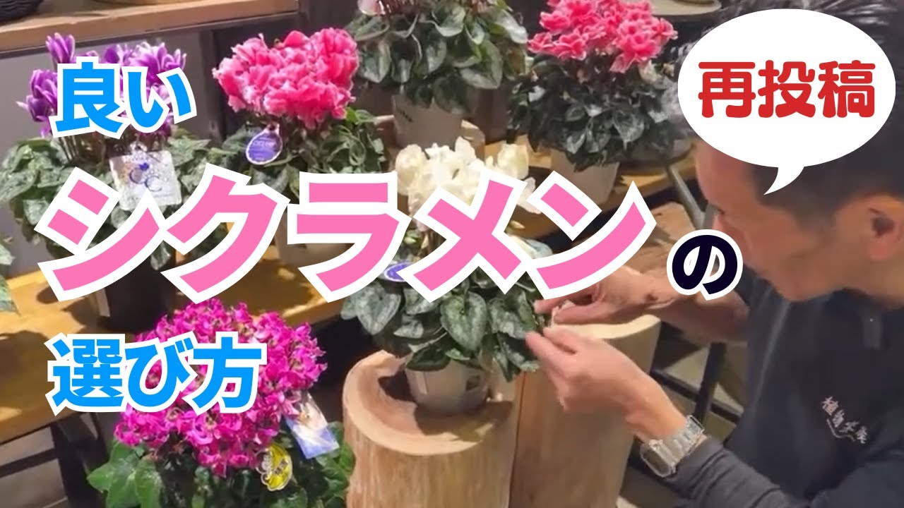 【再投稿】シクラメンの選び方！