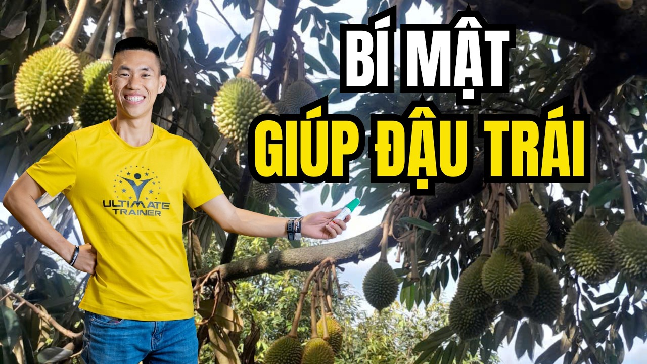 Ngừng Chống Rụng Trái Sầu Riêng Bằng Hóa Chất Hãy Bắt Đầu Hiểu Sinh Lý Sầu Riêng | Phạm Đức Thiện