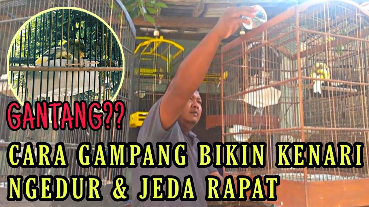 GINI LHO CARA BUAT KENARI KERJA NGRDUR & JEDA RAPAT‼️salah-salah bisa pilek sakit burungmu