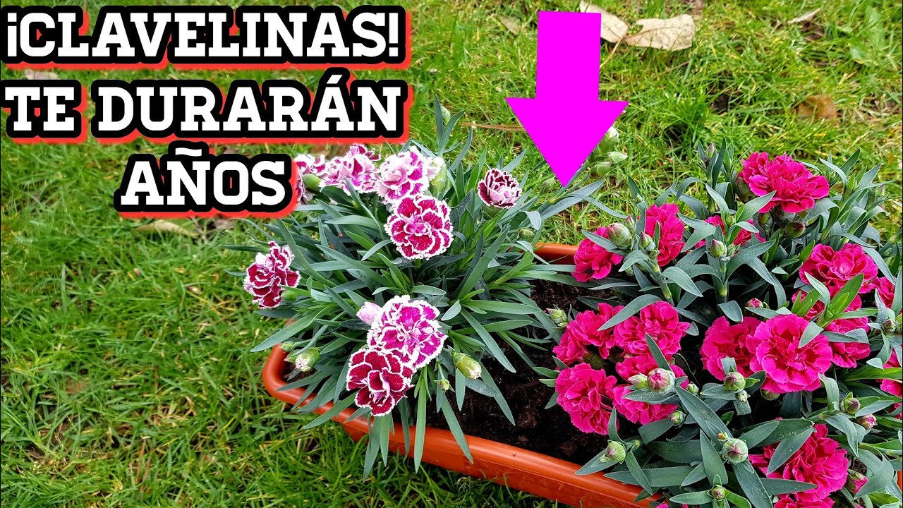 Clavelinas siempre hermosas con estos cuidados! 💐 Cuidar Clavel chino en maceta (Dianthus clavelin)