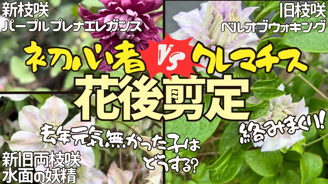 [大苦戦]クレマチスvs初心者 強敵に挑む！全タイプのクレマチスを剪定します