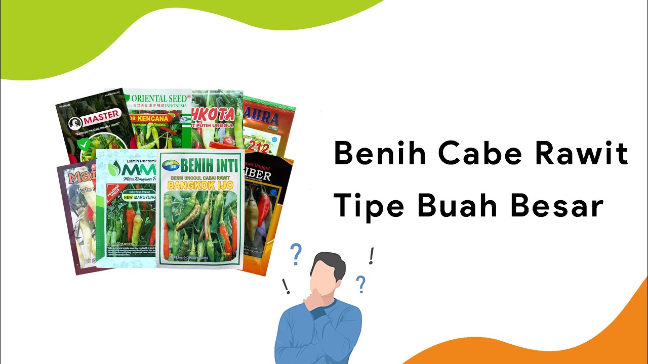 8 Varietas Cabe Rawit Buah Besar dan Lebat | Master, Viral, Mampyar Super | Bibit Cabe Rawit Unggul