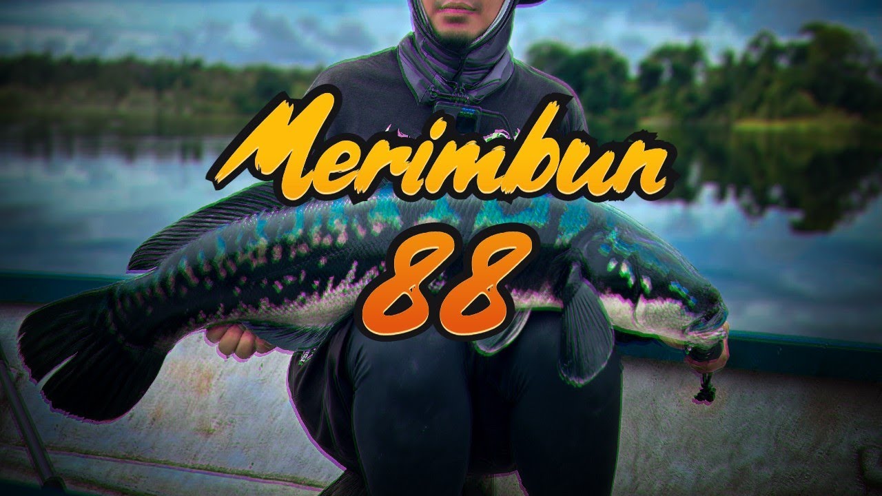 Mama Toman 88cm | Tasek Merimbun | Zillion TW HD