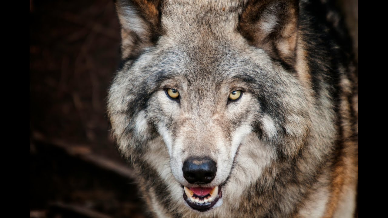 Im Schatten des Wolfs: Was die Debatte offenbart