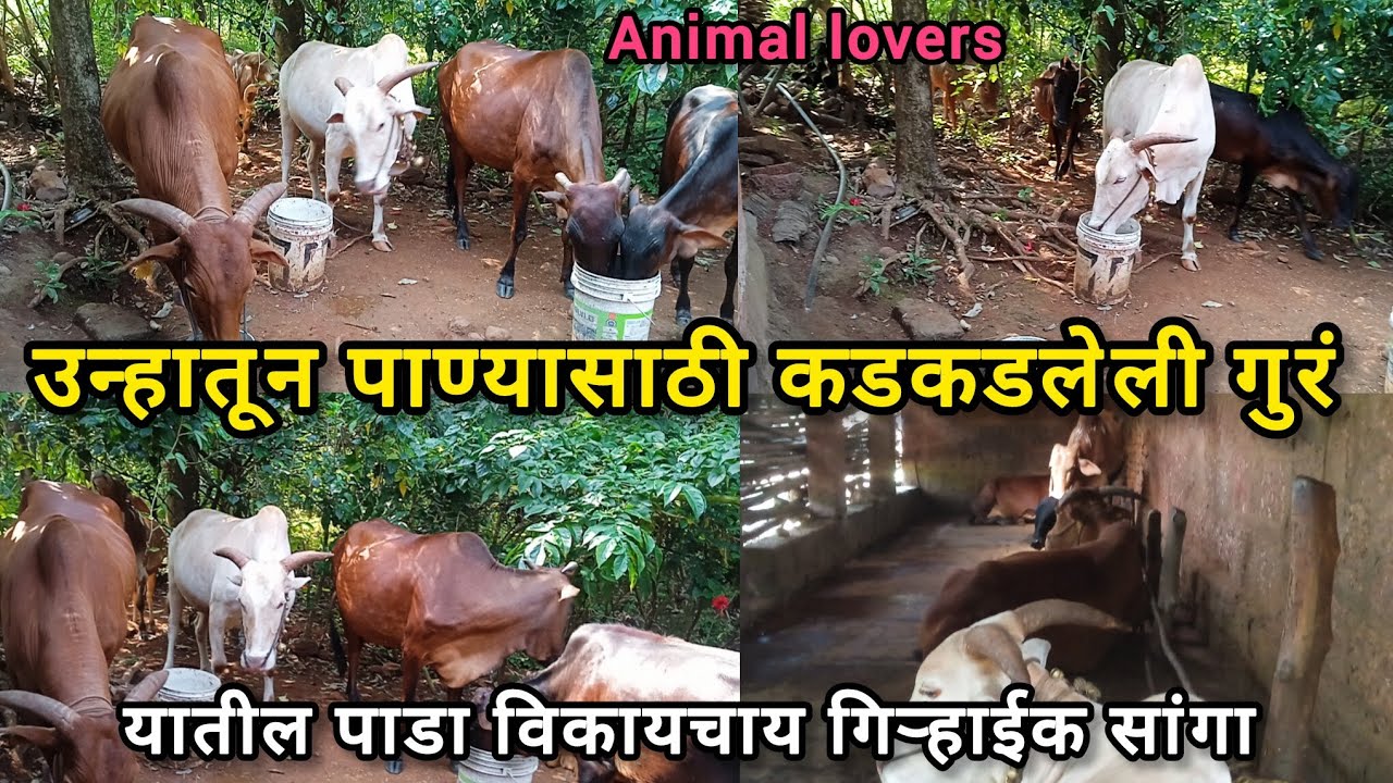 रानात चरून तहानलेली गुरं घरी पाणी पिण्यासाठी कशी धावपळत येतात बघा | कोकणची वायरल गुरा | #कोकणसुख |