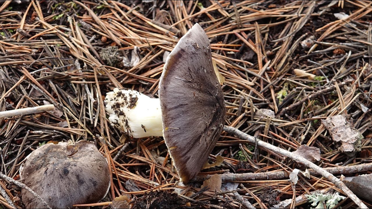 Tricholoma portentosum - Capuchina