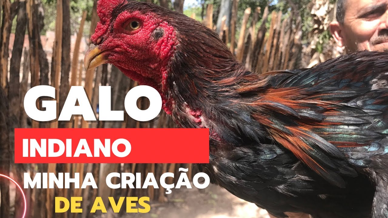 MOSTRANDO MINHA CRIAÇÃO DE AVES NO QUINTAL!!!