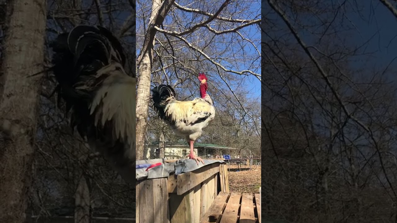 Naked Neck Rooster Crowing 🐓