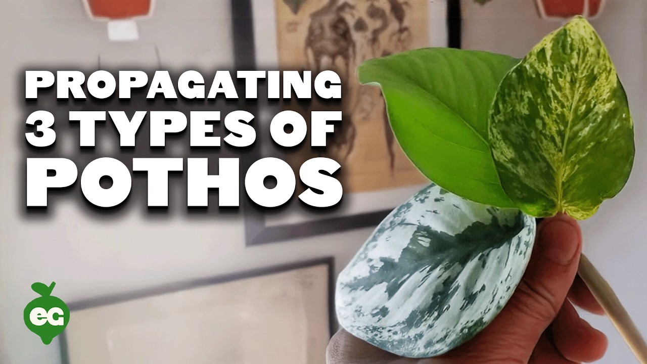 Propagating 3 Types of Pothos via Water Cuttings (Foolproof Method) 🌱