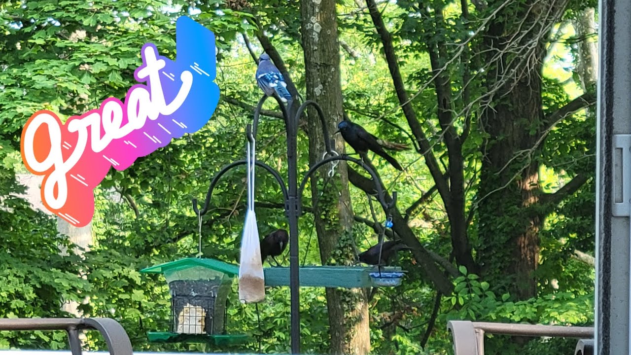 Wild Birds Unlimited Pole System Unboxing Setup and Review