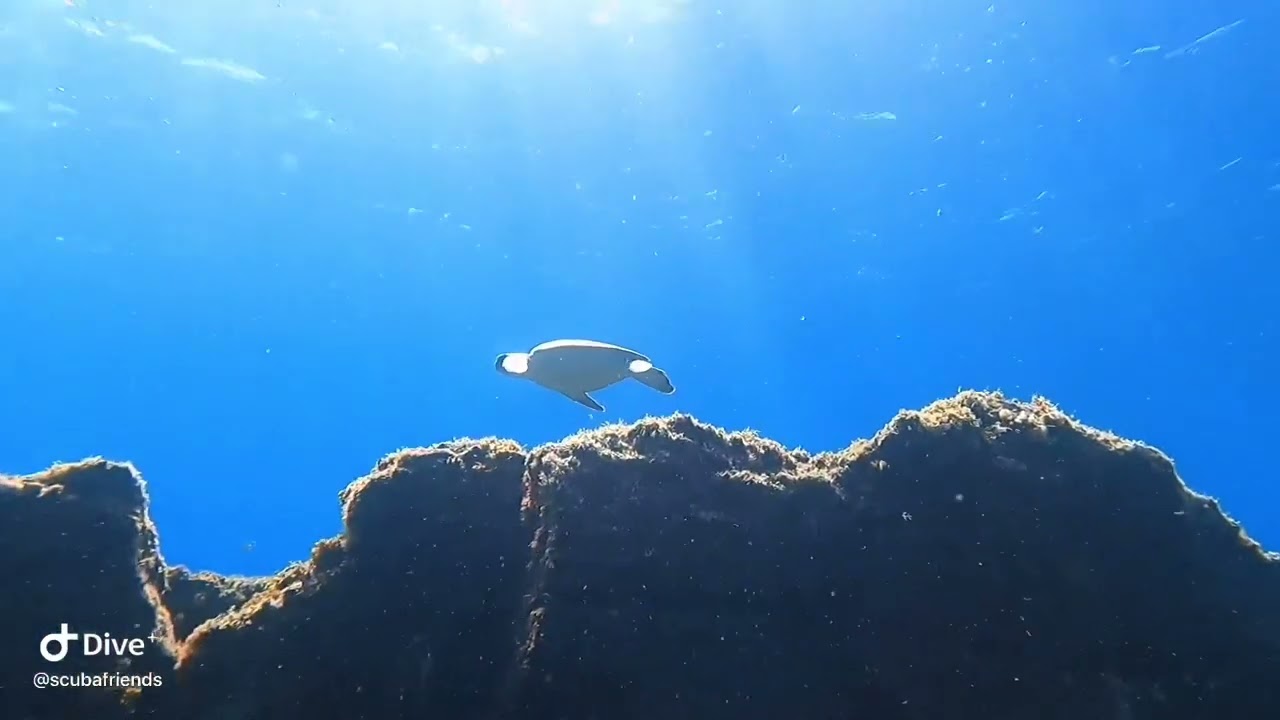 Turtles Tenerife