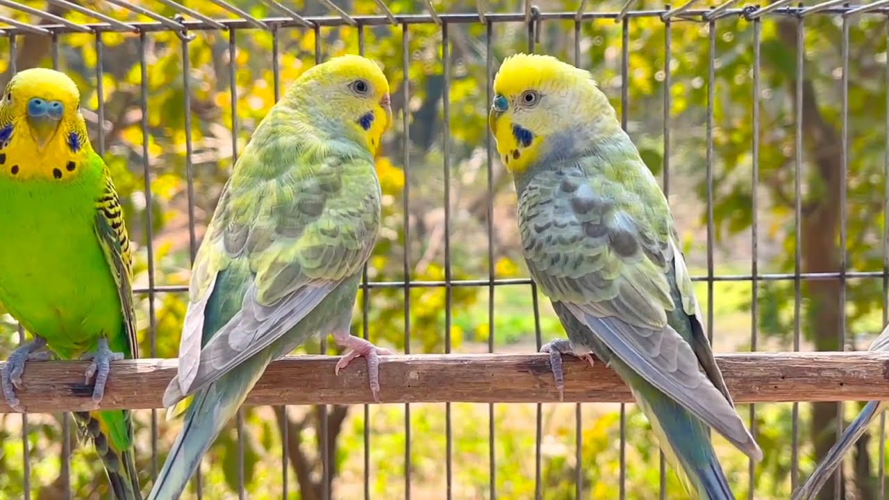 Parakeets CHIRPING to help LONELY Budgie//Parakeets OVER 2 Hours