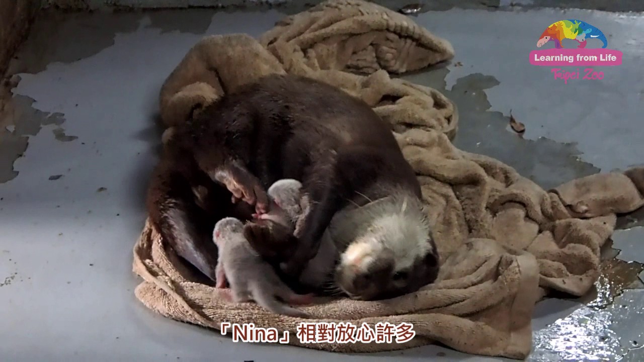 小爪水獺「Nina」產第二胎 一家九口黏TT超熱鬧 (超可愛)