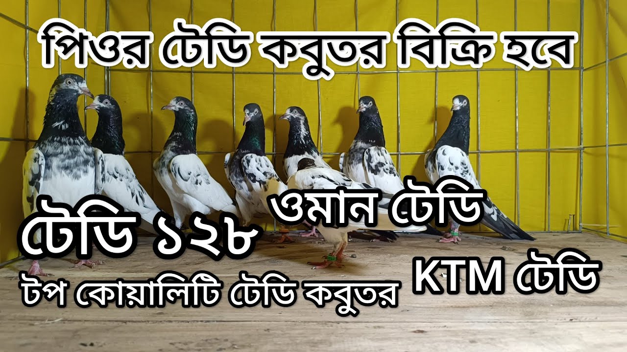 টপ কোয়ালিটি টেডি কবুতর বিক্রি হবে..টেডি ১২৮ ওমান টেডি KTM টেডি কবুতর রানিং এবং নিউ এডাল্ট বিক্রি হবে