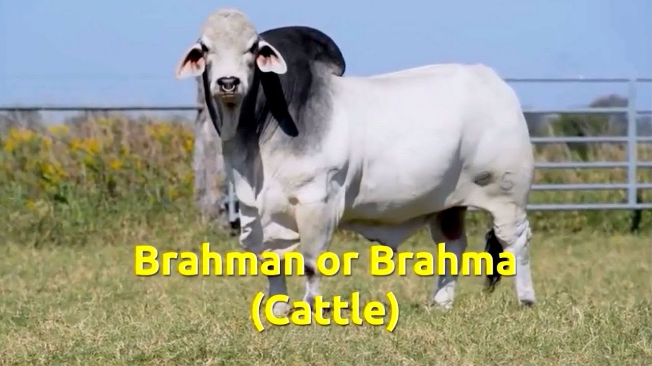 Brahman cattle (Bos taurus indicus)