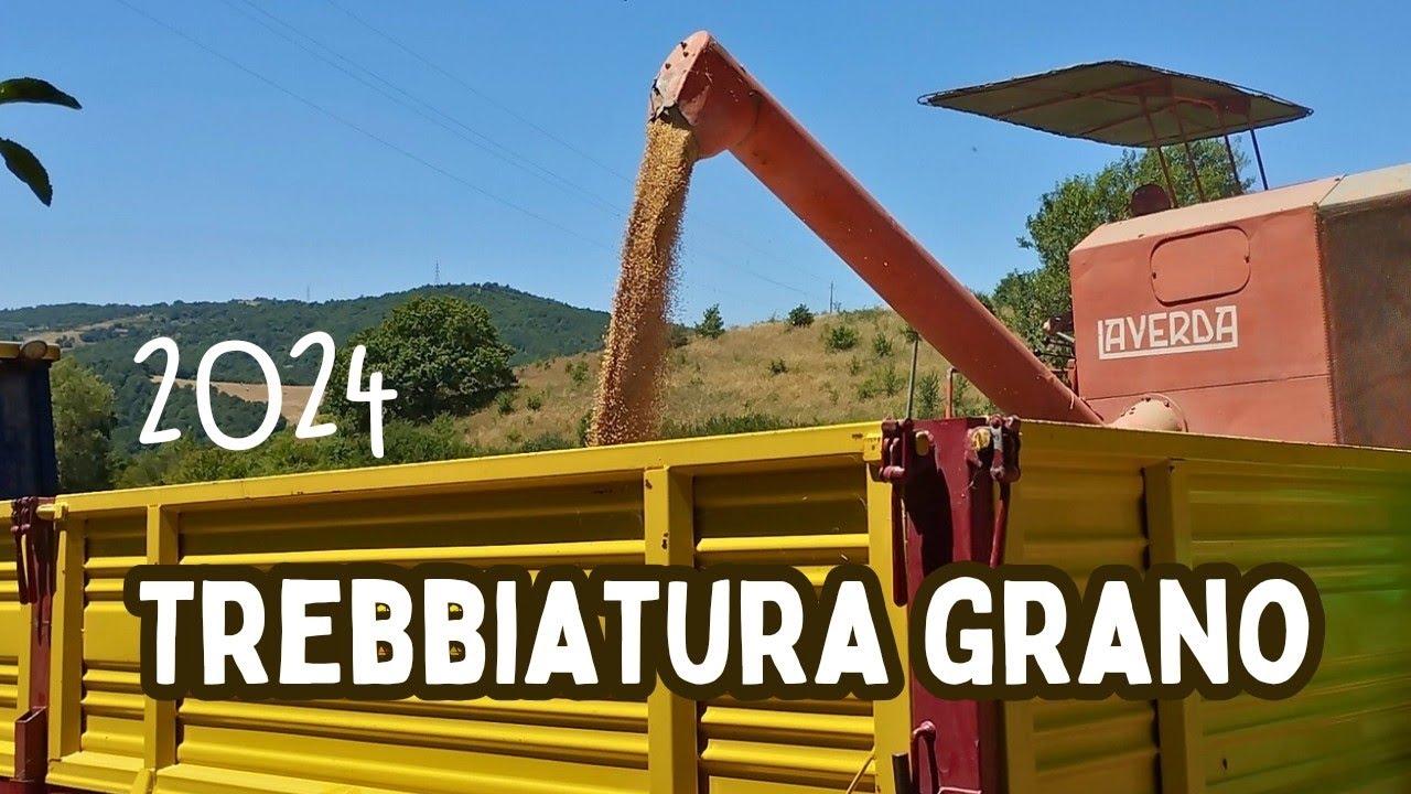 Trebbiatura del grano 2024 con trebbia Laverda