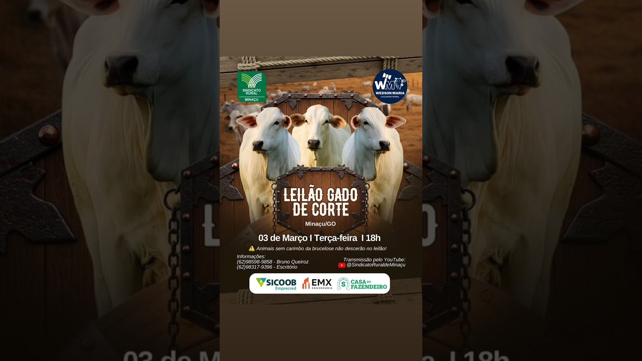 LEILÃO GADO DE CORTE - SINDICATO RURAL DE MINAÇU GO - 03/03/2026