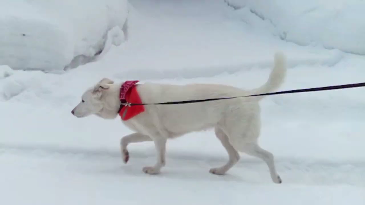 Dog flinches/falls from sunlight, not fly-biting (Feb 2024c)