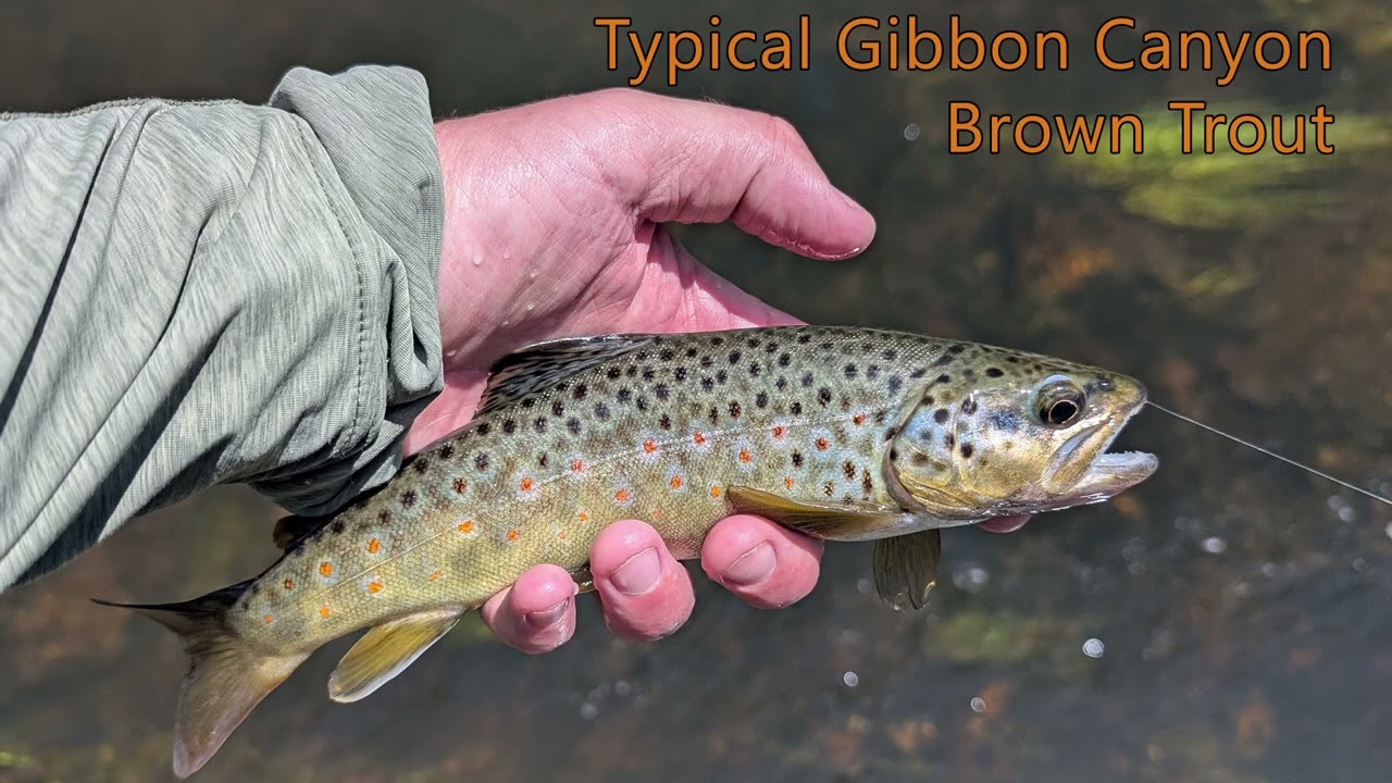 Yellowstone Area Fishing Report for June 1, 2025 - Highlighting the Gibbon River