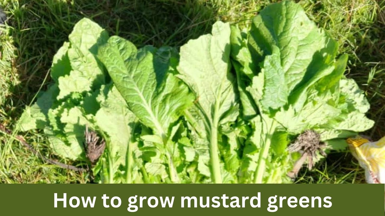 Tsunga vegetables :Mustard greens : How to grow mustard greens from seeds : Grow your own vegetables