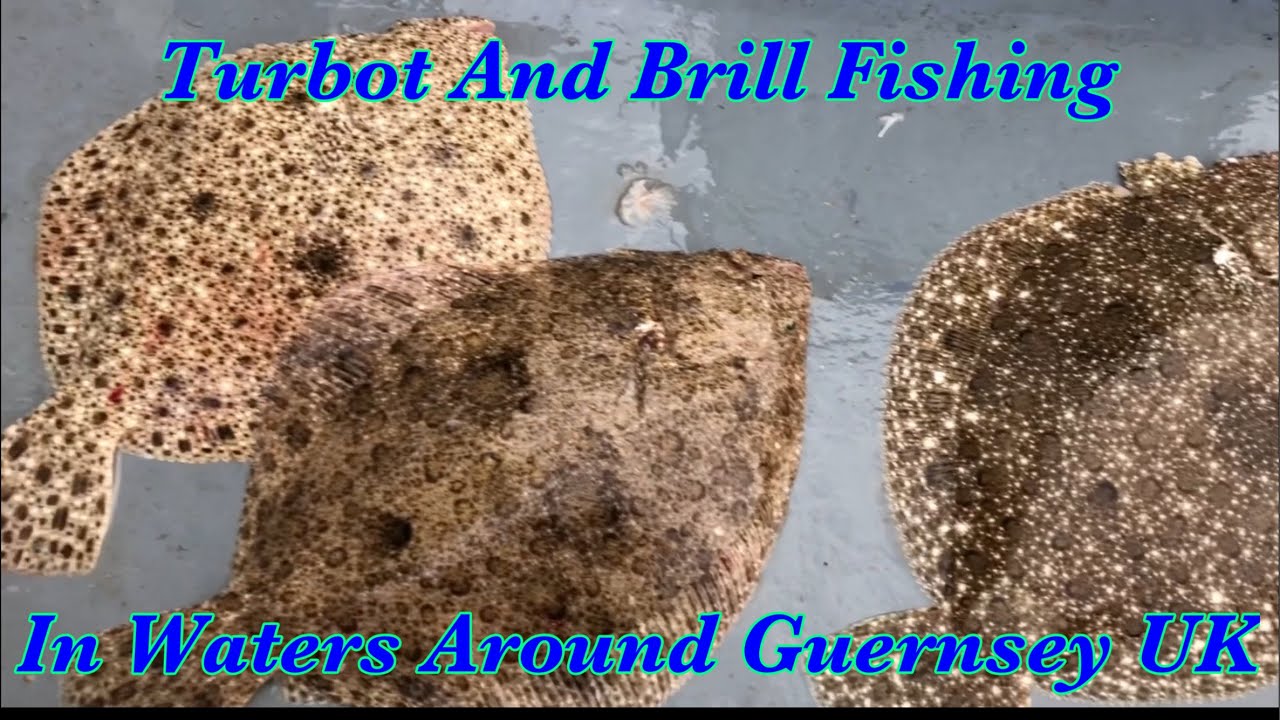 Turbot And Brill Fishing From Boat In UK Waters