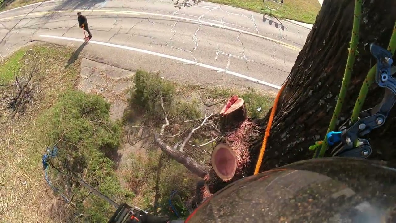 Large Cedar Removal 