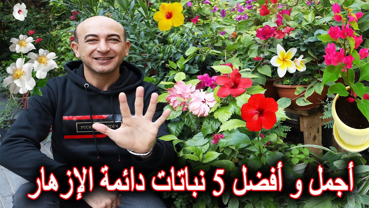 أجمل 5 نباتات زينة مزهرة طول السنة