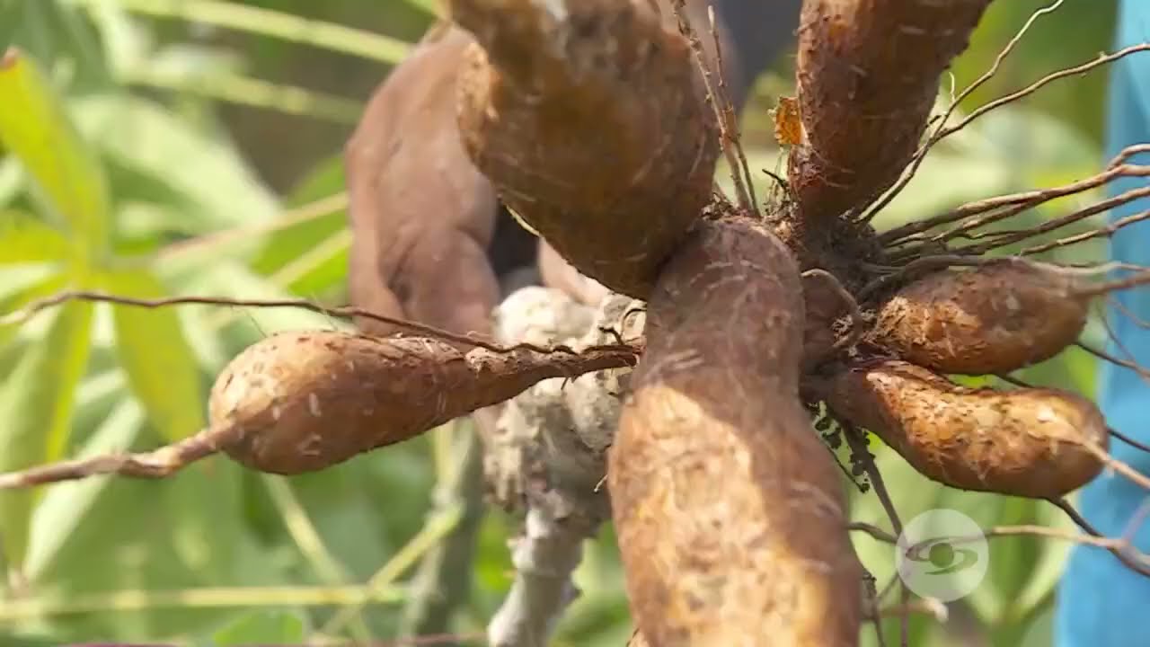 Qu&eacute; tener en cuenta a la hora de cosechar yuca - La Finca de Hoy